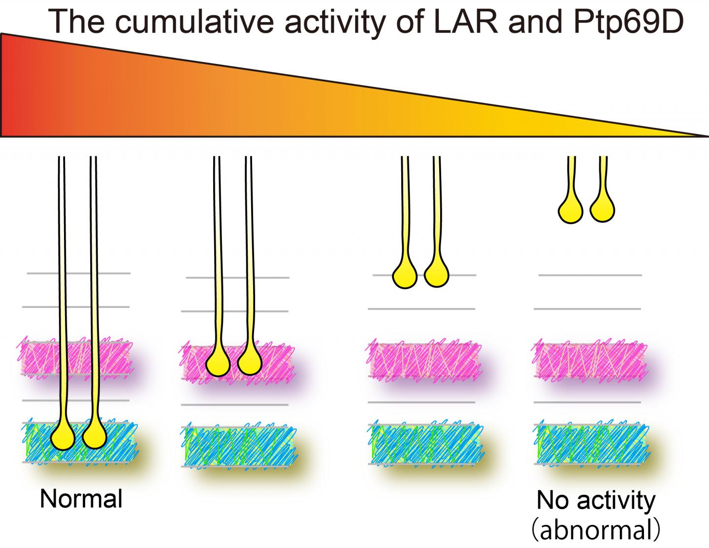 Cumulative LAR and Ptp69D Expression Controls Layer Termination of R7 Axons