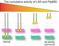 Cumulative LAR and Ptp69D Expression Controls Layer Termination of R7 Axons