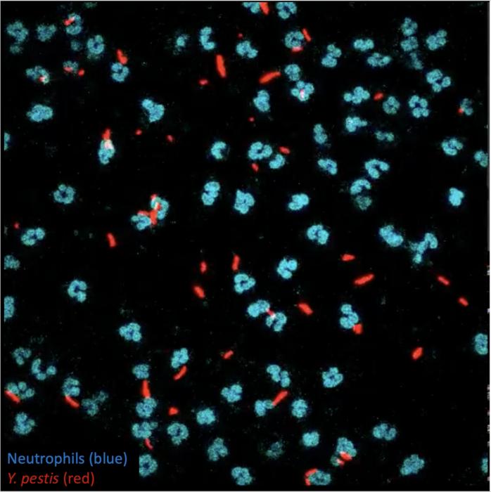 Neutrophils