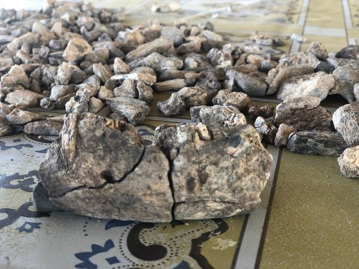 Assembled fossil fragments