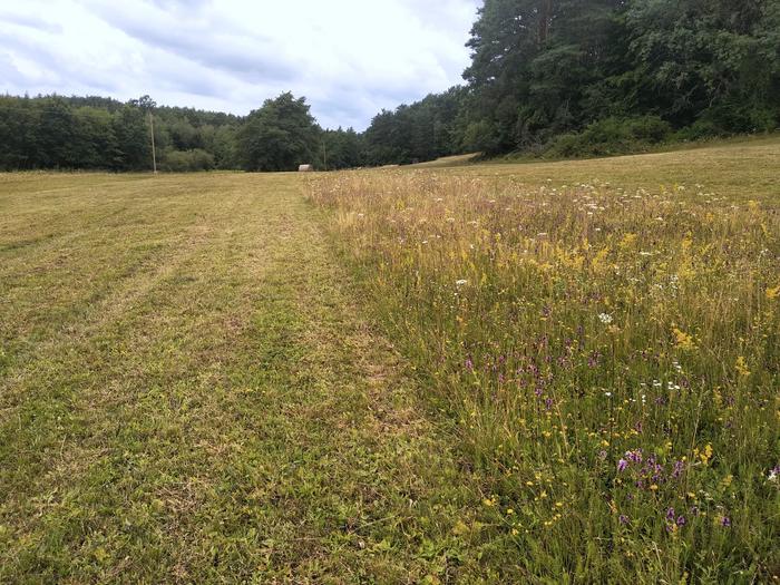 One example of extensive mowing is refuge strips