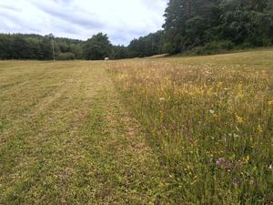 One example of extensive mowing is refuge strips
