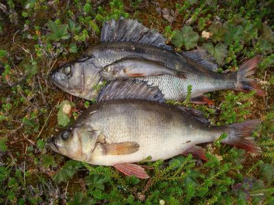 Three Eurasian Perch (<I>Perca fluviatilis</I>) of Approximately Equal Age.