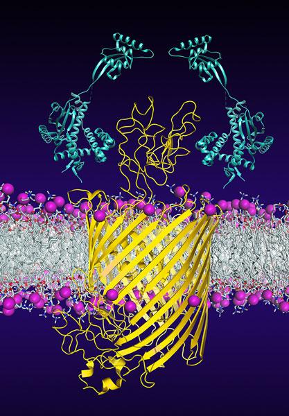 Molecular Bodyguards