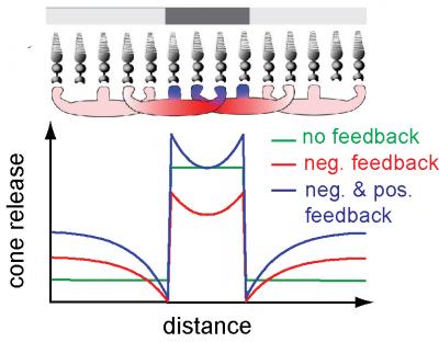 Cones Receive Positive and Negative Feedback