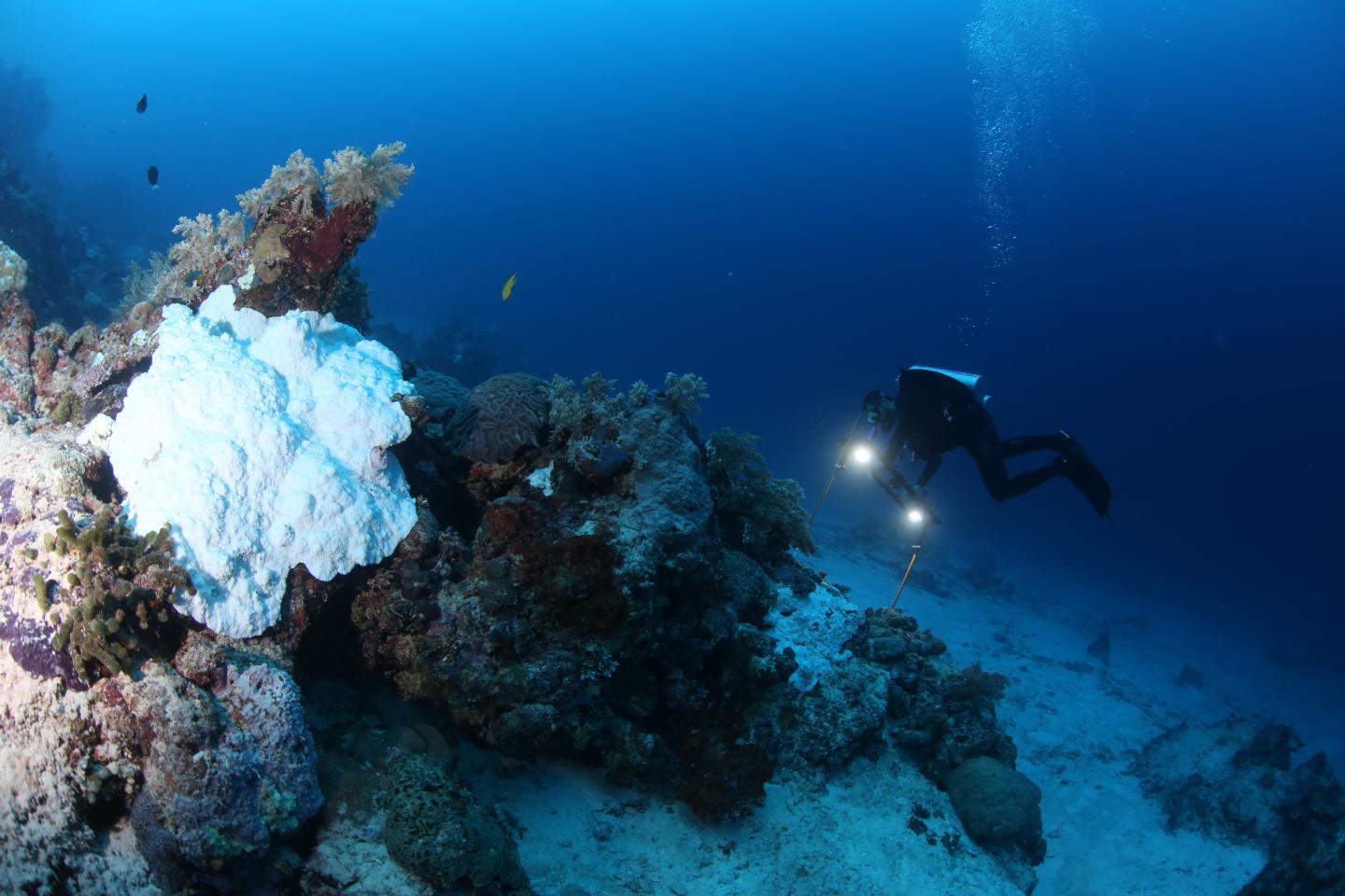 Studying Deep Coral Reefs