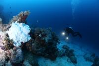 Studying Deep Coral Reefs