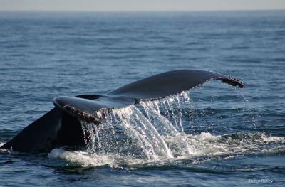 Whale Tail