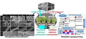 Mitigating combined internalized toxicity of nanoplastics and cadmium in rice through metabolic and biochemical regulations under supply of biochar biofilters derived from Mikania Micrantha