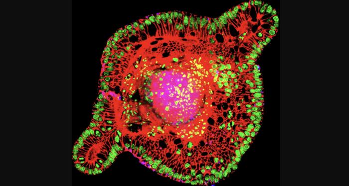 A miniature model of intestinal tissue.