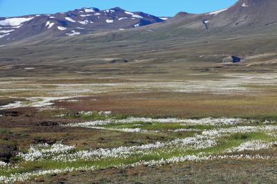 Zackenberg Valley