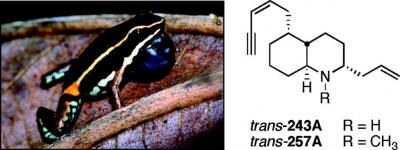 Amazonian Poison Frogs