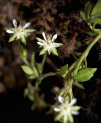 <I>Ivesia bailey</I>