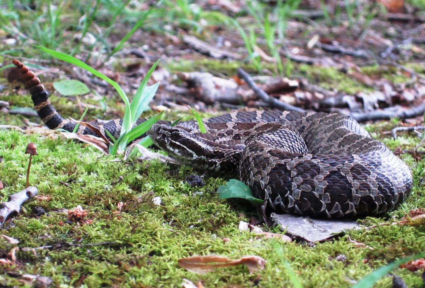 Adult Male Eastern Massasauga
