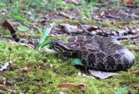 Adult Male Eastern Massasauga