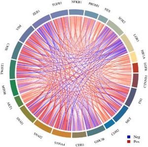 Multi-gene correlation map of EMT-related genes and GSC markers generated using the R software package “ggstatsplot” and visualized with the “pheatmap” package.