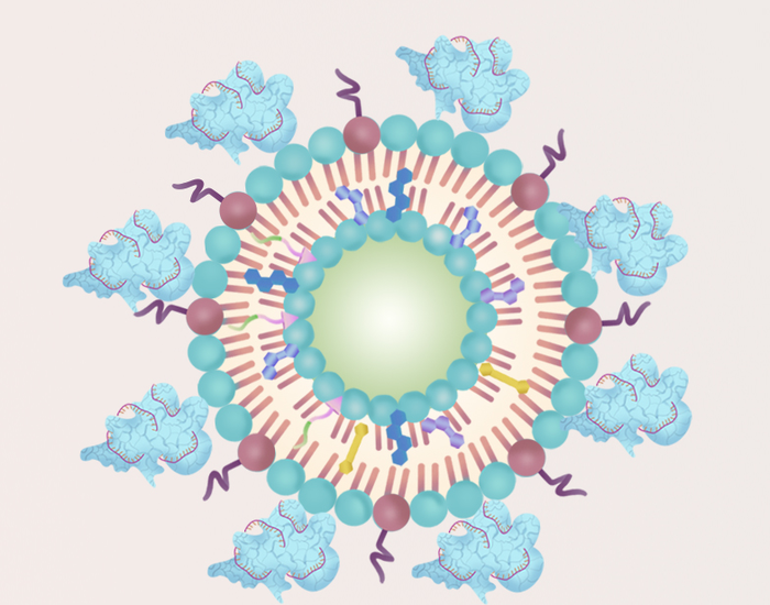 CRISPR/Cas9 gene editing boosts effectiveness of ultrasound cancer therapy