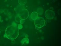 Healthy Organoids of the Mouse Oviduct