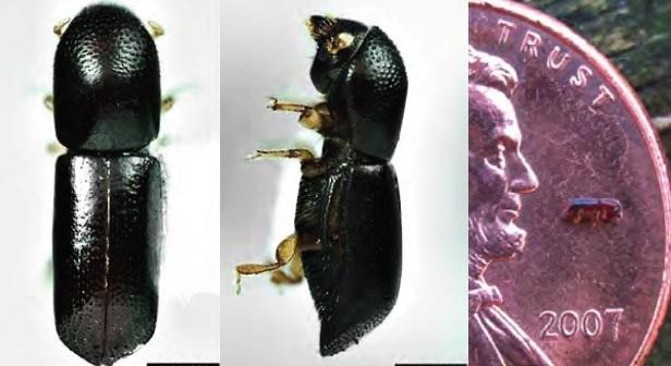 Ambrosia beetle
