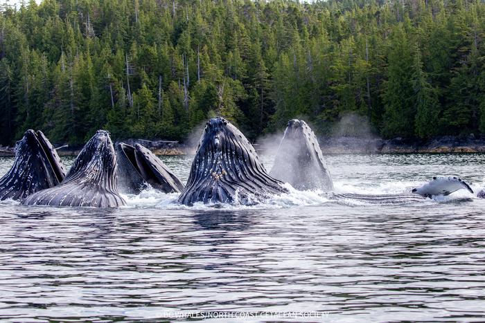 Humpback whales