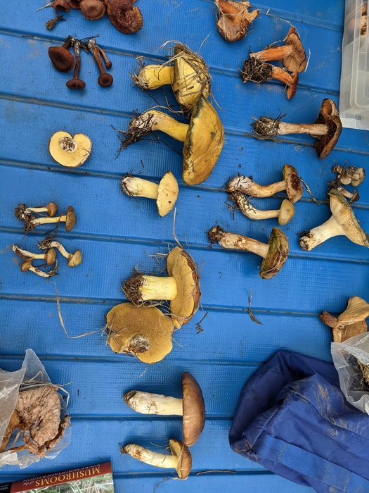Mushroom Bounty from the Uinta Mountains, Utah