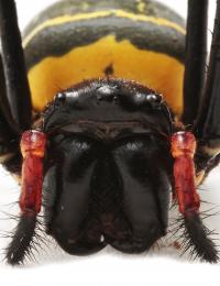 Golden Silk Orb-Weaver