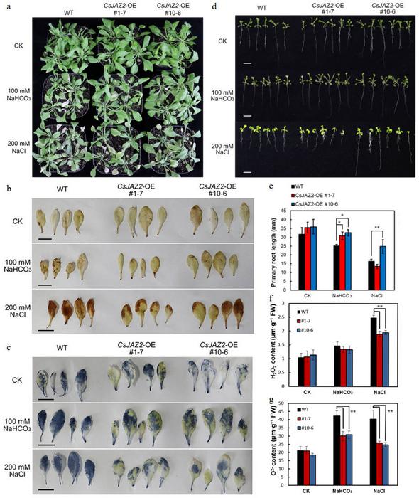 Analysis of the resistance of CsJAZ2-OE Arabidopsis under salt and alkali stresses.