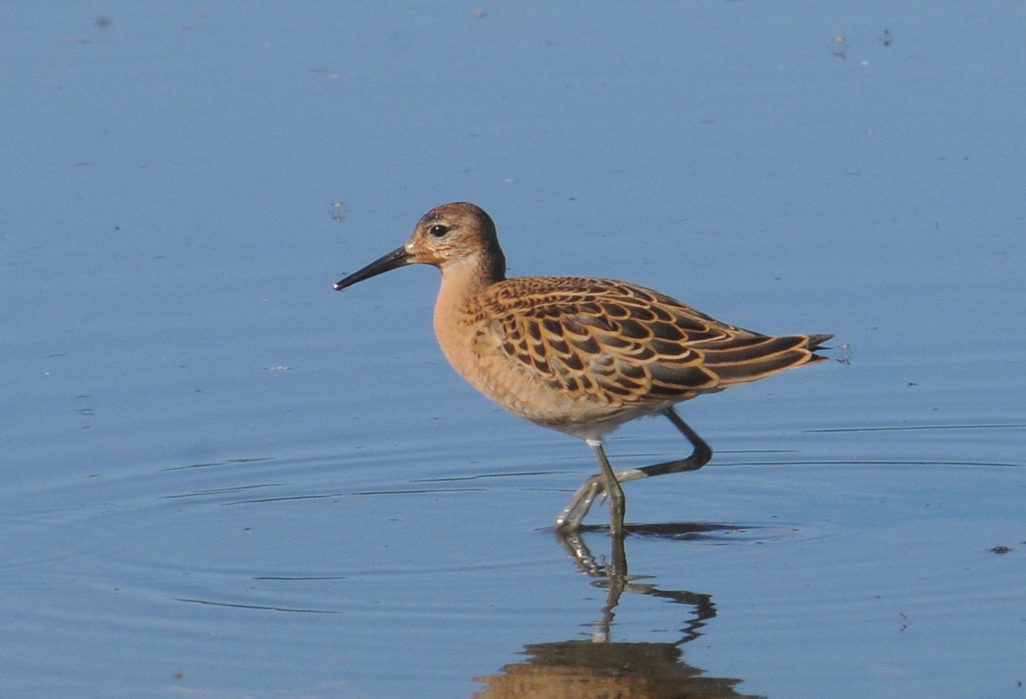 A Young Ruff