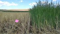 Cover Crop