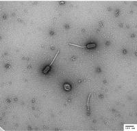 Bacteriophage