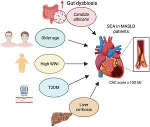 Intestinal Candida albicans is Associated with Subclinical Coronary Atherosclerosis in Metabolic Dysfunction-associated Steatotic Liver Disease with Cirrhosis