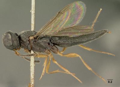 <i>Oxyscelio foveatus</i>