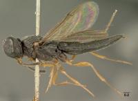 <i>Oxyscelio foveatus</i>