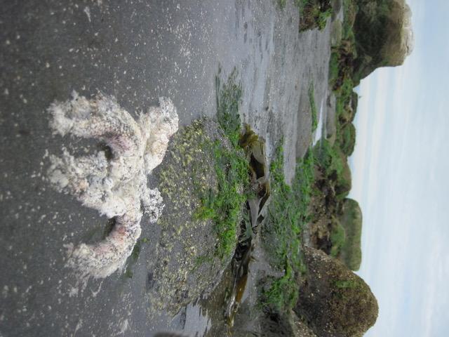 Diseased Sea Star