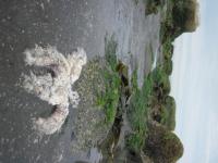 Diseased Sea Star