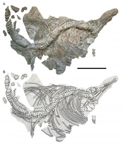 Holotype of sea reptile