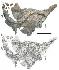 Holotype of sea reptile