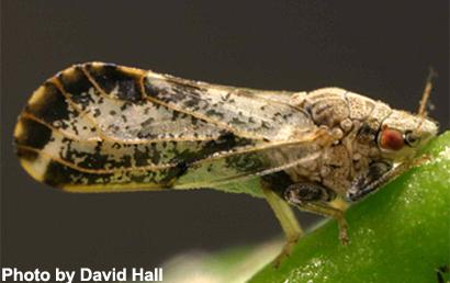 Asian Citrys Psyllid