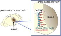 Neuroblasts Migrate Toward a Lesion in the Post-Stroke Mouse Brain