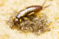 Earwig and her Young