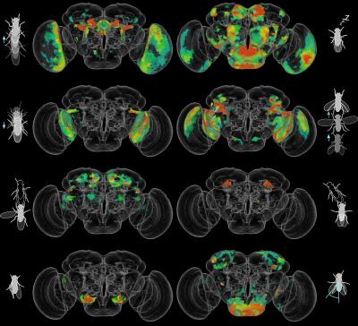 Behavior-Anatomy Maps