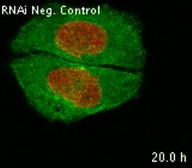 Normal Cell Division
