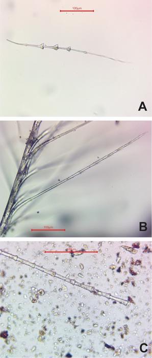 Feather fragments