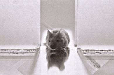 Mouse Tested for Anxiety-Like Behavior