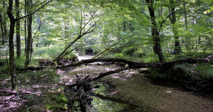 Rocky Creek