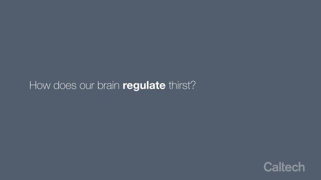 The Neural Circuit Governing Thirst