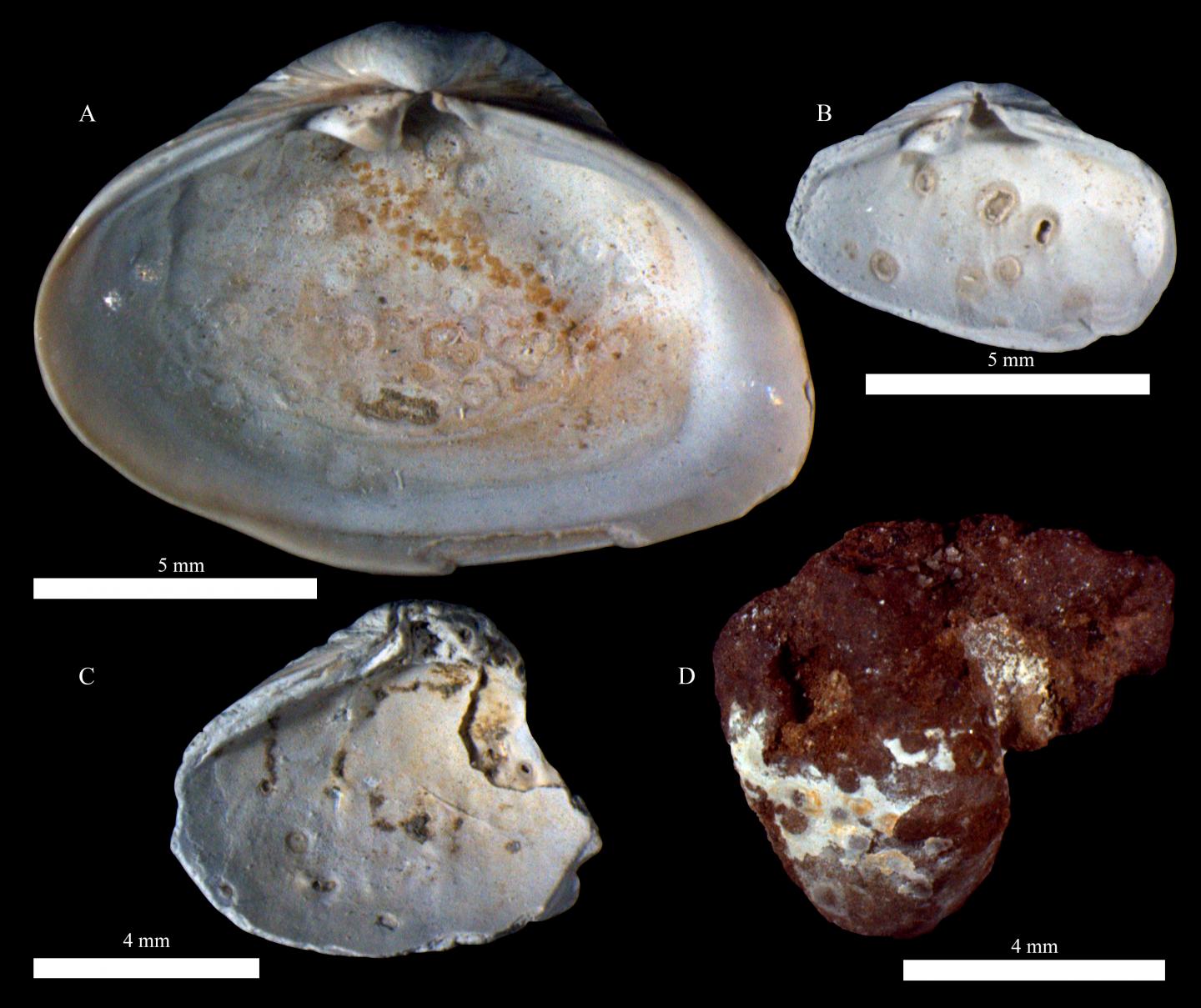 Photomichrographs of Trematode-induced Malformations on the Interior of <i>P. amurensis</i> valves