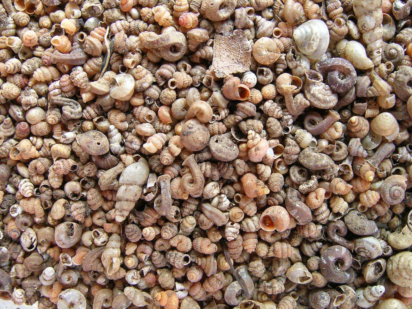 Snails