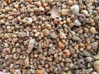 Snails