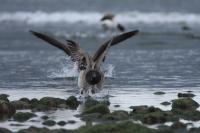 Light-Bellied Brent Geese